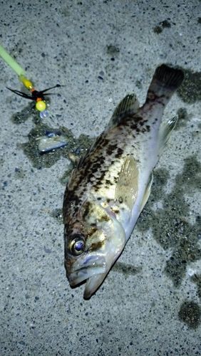 クロソイの釣果