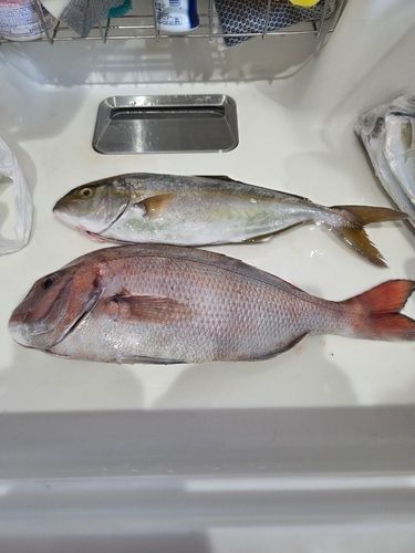 マダイの釣果