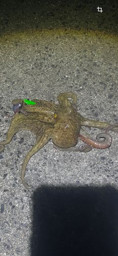 タコの釣果