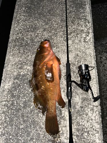 アコウの釣果