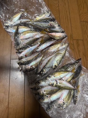 マアジの釣果