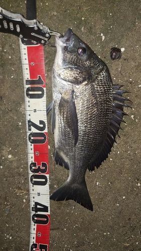 クロダイの釣果
