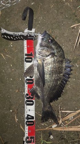 クロダイの釣果