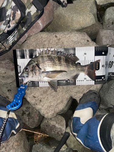 チヌの釣果