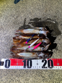 イカの釣果