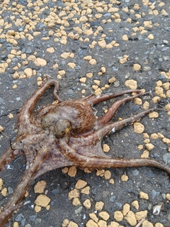 マダコの釣果