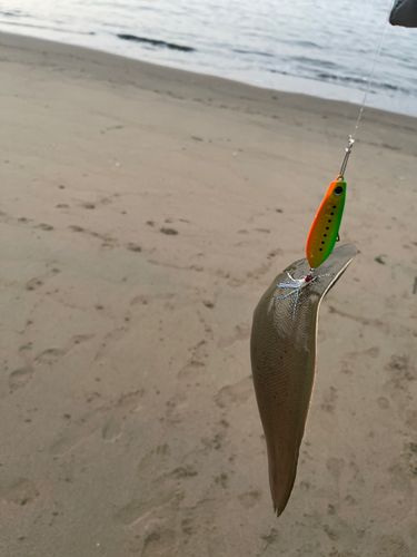 シタビラメの釣果