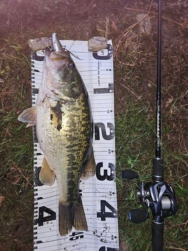ブラックバスの釣果