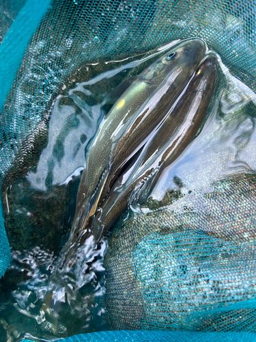 アユの釣果