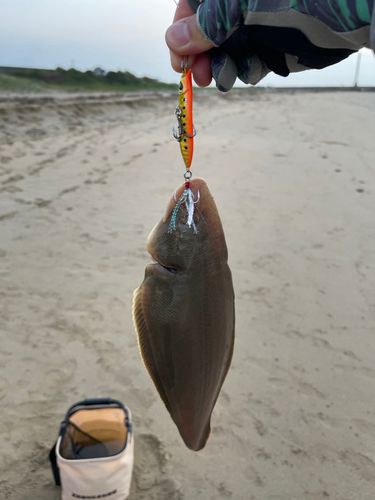 シタビラメの釣果