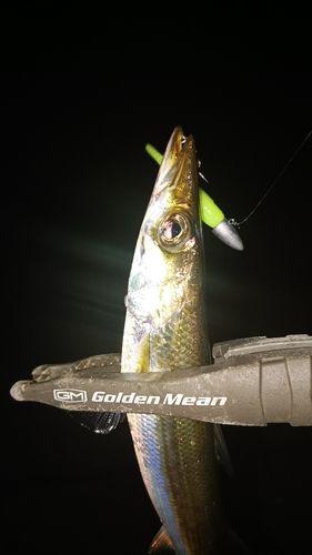 カマスの釣果