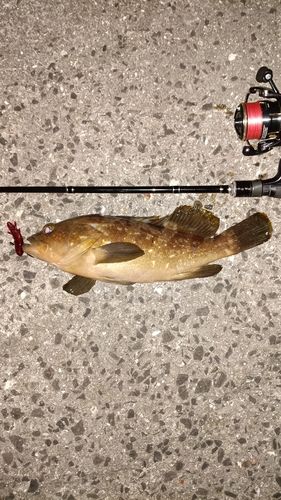 アコウの釣果