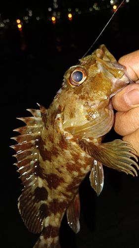 ガシラの釣果