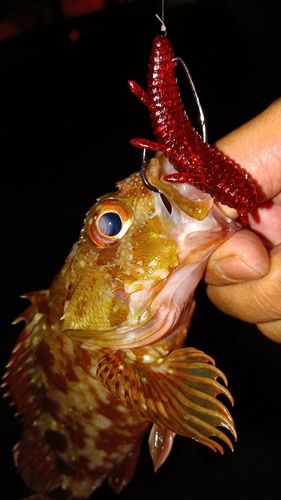 ガシラの釣果