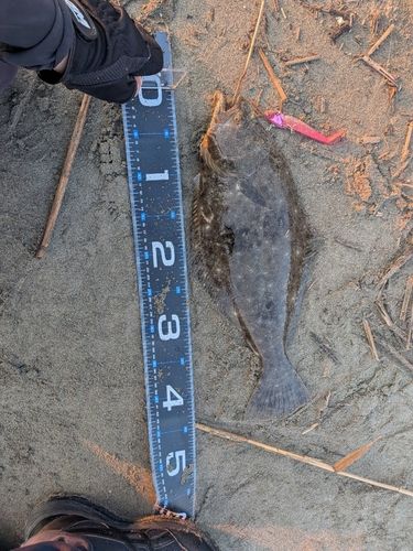 ヒラメの釣果