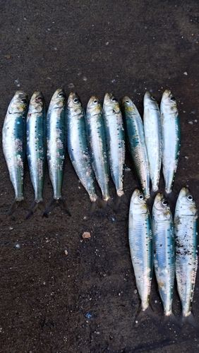 マイワシの釣果