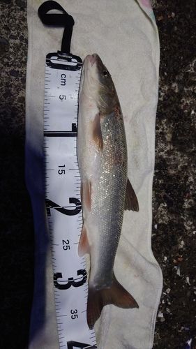 エゾウグイの釣果