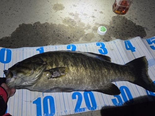 スモールマウスバスの釣果