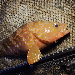 キジハタの釣果