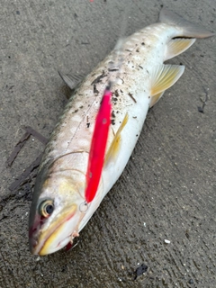 アメマスの釣果