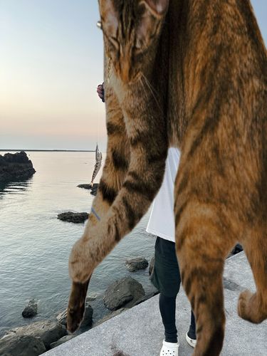 エソの釣果
