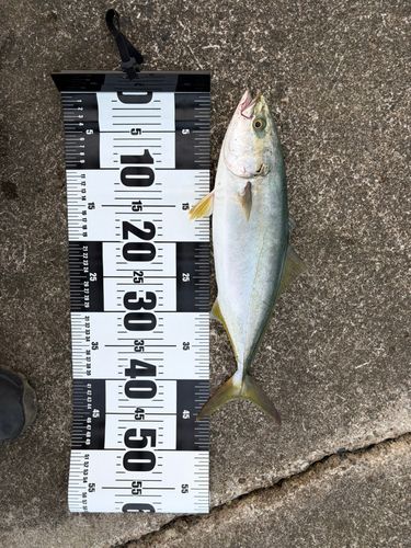 イナダの釣果