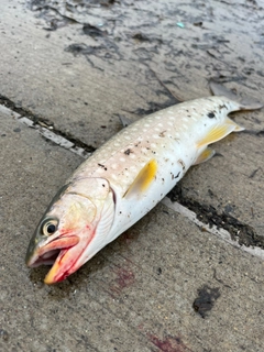アメマスの釣果