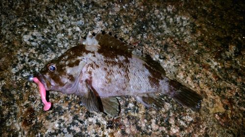 ムラソイの釣果
