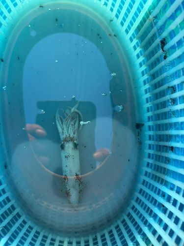 マメイカの釣果