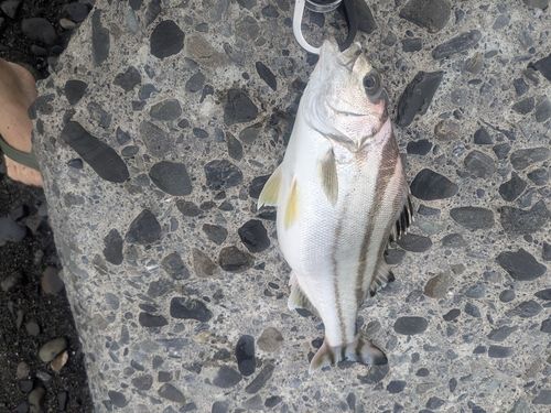 コトヒキの釣果