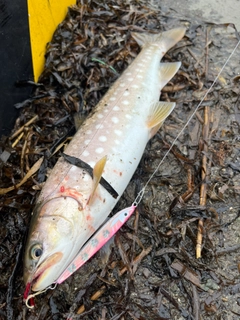 アメマスの釣果