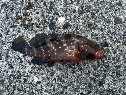 キジハタの釣果