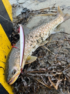 アメマスの釣果