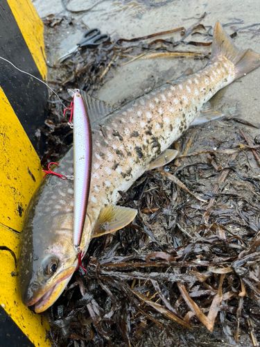 アメマスの釣果