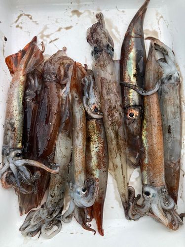 スルメイカの釣果