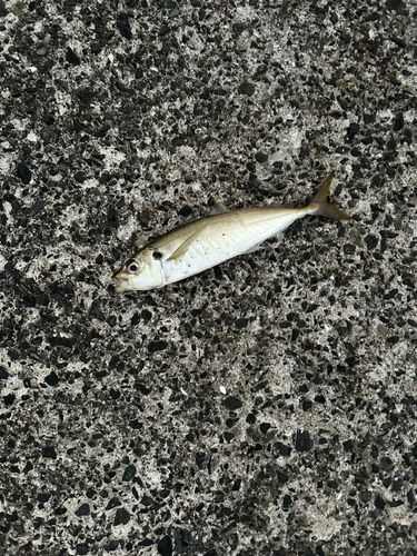 マルアジの釣果