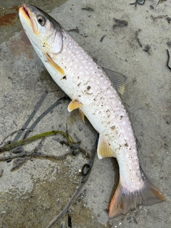 アメマスの釣果