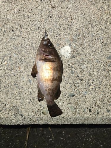 メバルの釣果