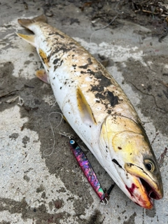 アメマスの釣果