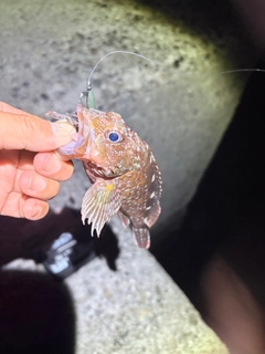 カサゴの釣果