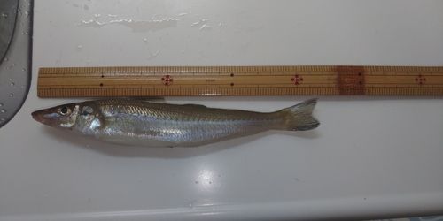 シロギスの釣果