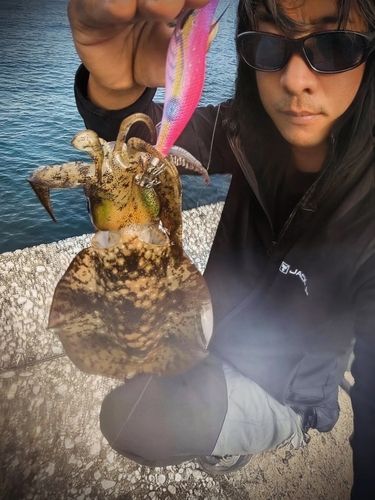アオリイカの釣果
