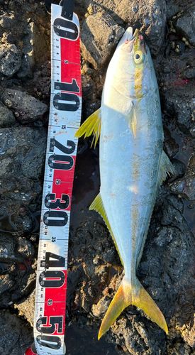 ヒラマサの釣果