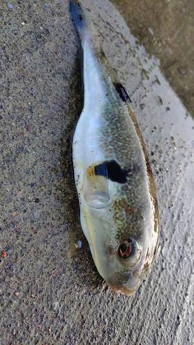 マフグの釣果