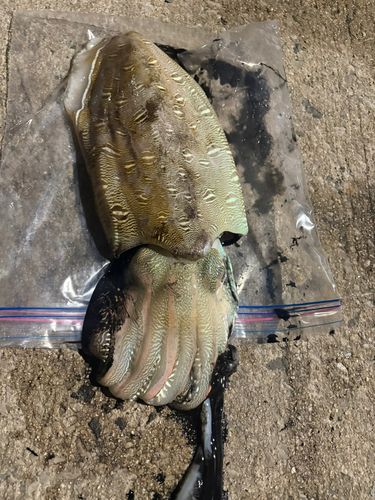 コウイカの釣果