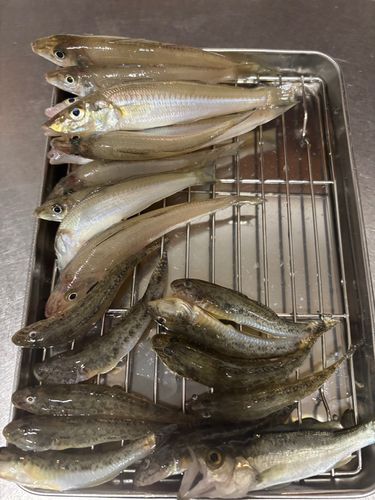 キスの釣果