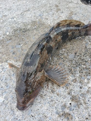 釣果