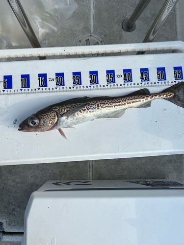 釣果
