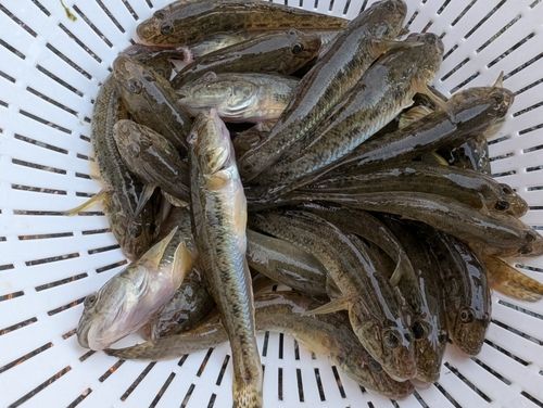 マハゼの釣果