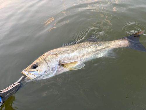 フッコ（マルスズキ）の釣果
